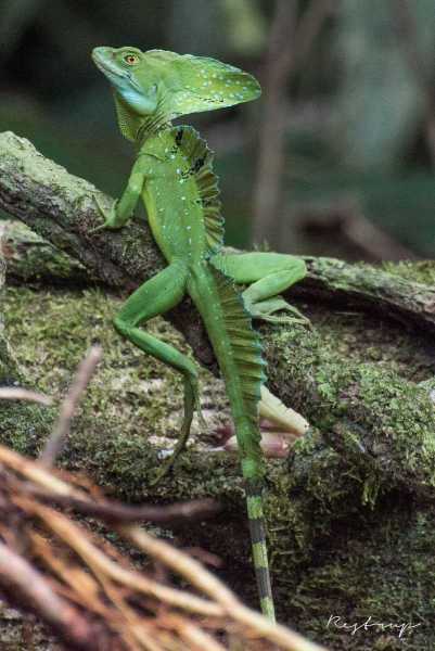 Costa-Rica, Jesus Christ  lizard in Tortuguero National Park