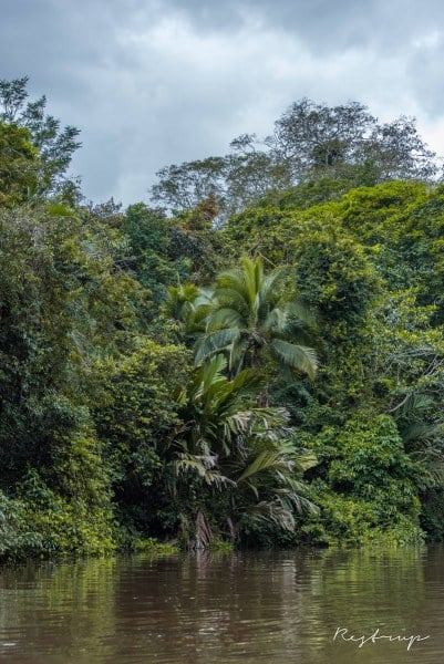 Costa-Rica,  Rain forest in Tortuguero National Park