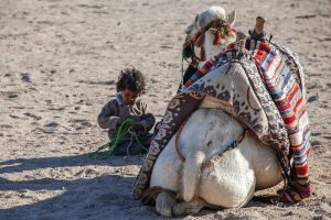 Den lille kamelpasser,  udkanten af Hurgada