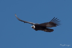 Male condor captured at Cruz del Condor Peru, 1 of 2