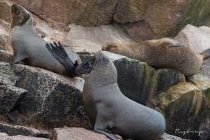 Sea lions at the Islands of Ballestas Peru