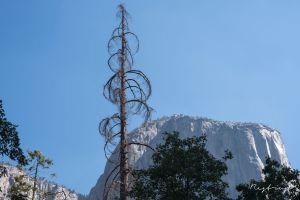 Yosemite Canyon