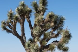 Joshua Tree